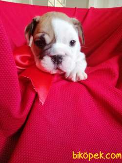 İNGİLİZ BULLDOG BEBEKLER 1
