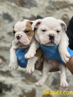 İngiliz Bulldog Bebekler Orjinal Çok Kaliteli Yavrular 3