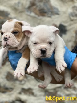 İngiliz Bulldog Bebekler Orjinal Çok Kaliteli Yavrular 4