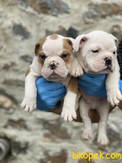 İngiliz Bulldog Bebekler Orjinal Çok Kaliteli Yavrular 1