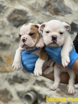 İngiliz Bulldog Bebekler Orjinal Çok Kaliteli Yavrular 2