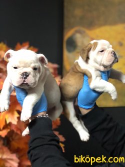 İNGİLİZ BULLDOG BEBEKLERİMİZ 2