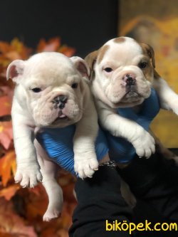İNGİLİZ BULLDOG BEBEKLERİMİZ 3