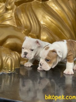 İngiliz Bulldog Bebeklerimiz Beyaz Özel Renk 4