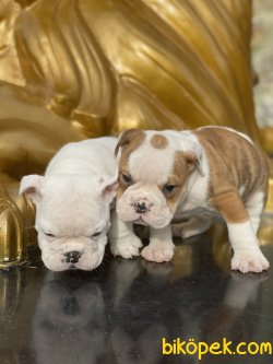 İngiliz Bulldog Bebeklerimiz Beyaz Özel Renk 3