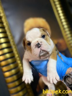 İngiliz Bulldog Bebeklerimiz Orjinal 1