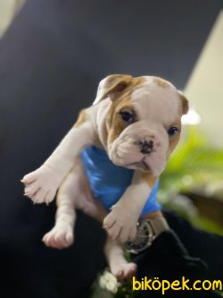 İngiliz Bulldog Bebeklerimiz Orjinal 4
