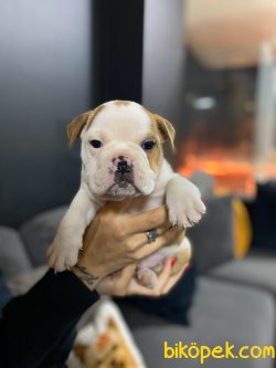 İngiliz Bulldog Bebeklerimiz Orjinal 3