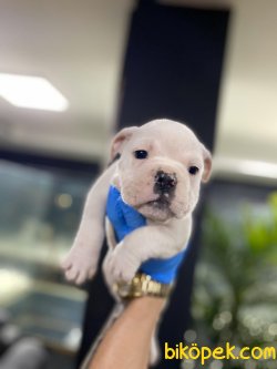 İngiliz Bulldog Bebeklerimiz Orjinal 2