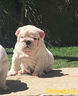 İngiliz Bulldog Efsane Yavrularımız 2