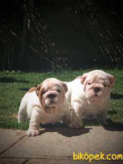 İngiliz Bulldog Efsane Yavrularımız 1