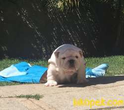 İngiliz Bulldog Efsane Yavrularımız 3