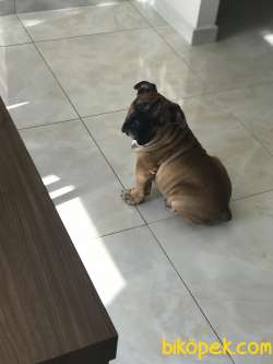 İngiliz Bulldog Erkek Yavru 4 Aylık 1