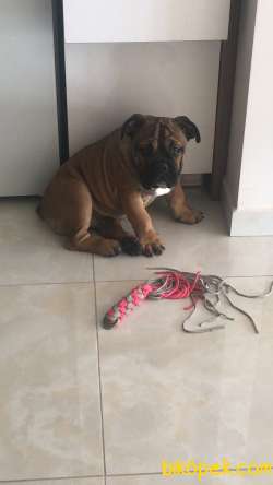 İngiliz Bulldog Erkek Yavru 4 Aylık 2