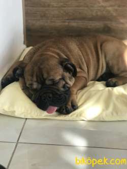 İngiliz Bulldog Erkek Yavru 4 Aylık 4