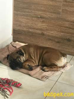 İngiliz Bulldog Erkek Yavru 4 Aylık 5