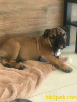İngiliz Bulldog Erkek Yavru 4 Aylık 4