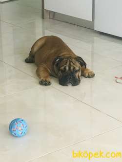İngiliz Bulldog Erkek Yavru 4 Aylık 1
