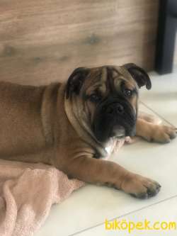 İngiliz Bulldog Erkek Yavru 4 Aylık 3