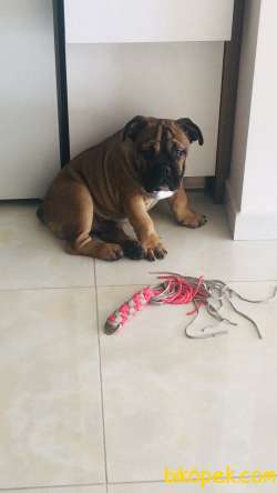 İngiliz Bulldog Erkek Yavru 4 Aylık 2