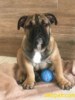 İngiliz Bulldog Erkek Yavru 4 Aylık 5