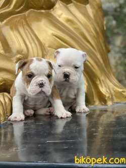 İngiliz Bulldog Muhteşem Bebekler 5