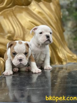 İngiliz Bulldog Muhteşem Bebekler 2