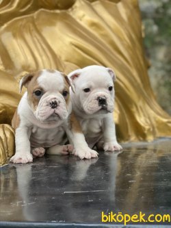 İngiliz Bulldog Muhteşem Bebekler 4