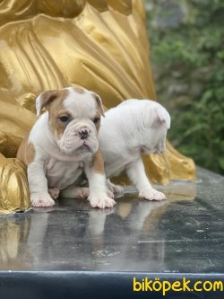 İngiliz Bulldog Muhteşem Bebekler 1