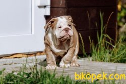 İngiliz Bulldog Orjinal Basık Suratlı Bebeklerimiz 2
