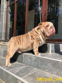 İngiliz Bulldog Orjinal Basık Suratlı Bebeklerimiz 4