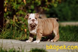 İngiliz Bulldog Orjinal Basık Suratlı Bebeklerimiz 1