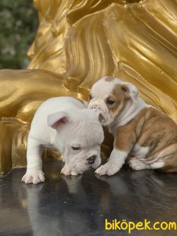 İngiliz Bulldog Özel Renk Bebekler 5