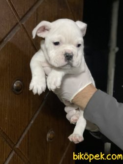 İngiliz Bulldog Özel Renk Yavrumuz 3