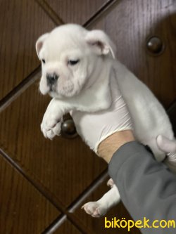 İngiliz Bulldog Özel Renk Yavrumuz 2