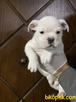 İngiliz Bulldog Özel Renk Yavrumuz 1