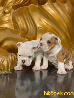 İngiliz Bulldog.   Özel Üretim Bebeklerimiz 3