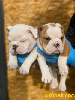 İngiliz Bulldog.   Özel Üretim Bebeklerimiz 2