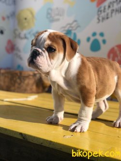 İngiliz Bulldog Özel Üretim Nadir Renk Yavru 2