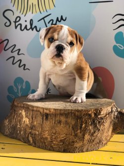 İngiliz Bulldog Özel Üretim Nadir Renk Yavru 3