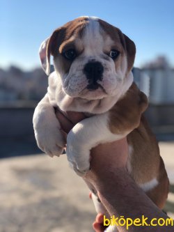 İngiliz Bulldog Özel Üretim Nadir Renk Yavru 1
