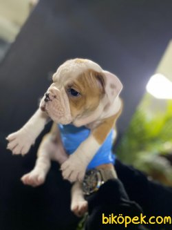 Ingiliz Bulldog Sağlık Garantili Bebeklerimiz 2