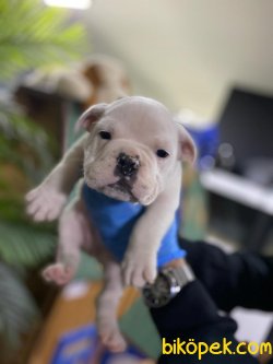 Ingiliz Bulldog Sağlık Garantili Bebeklerimiz 3