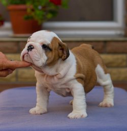 İNGİLİZ BULLDOG / SATILIK / YAVRULAR 3