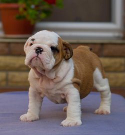 İNGİLİZ BULLDOG / SATILIK / YAVRULAR 2