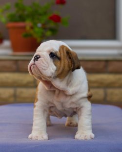 İNGİLİZ BULLDOG / SATILIK / YAVRULAR 1