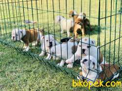 İNGİLİZ BULLDOG / SATILIK / YAVRULAR 3