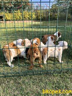 İNGİLİZ BULLDOG / SATILIK / YAVRULAR 1