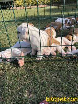 İNGİLİZ BULLDOG / SATILIK / YAVRULAR 5