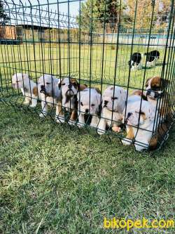 İNGİLİZ BULLDOG / SATILIK / YAVRULAR 4